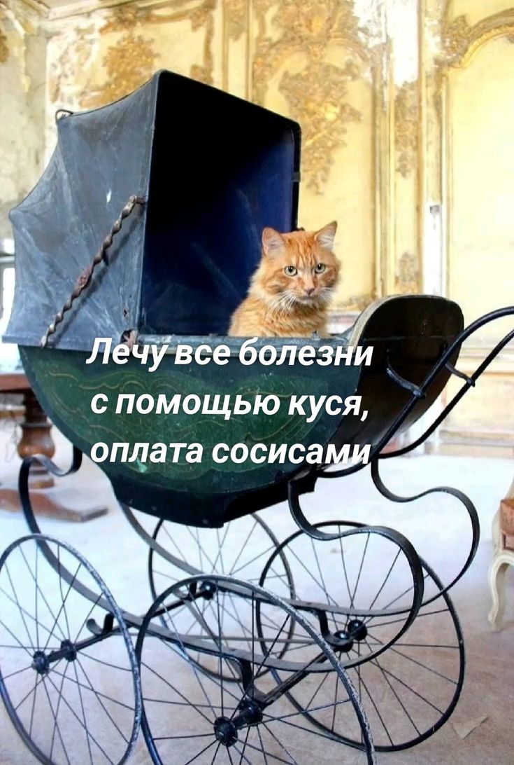 Лечу все болезни с помощью куса, оплата сосисами