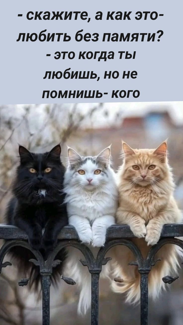 - скажите, а как это- любить без памяти? - это когда ты любишь, но не помнишь- кого