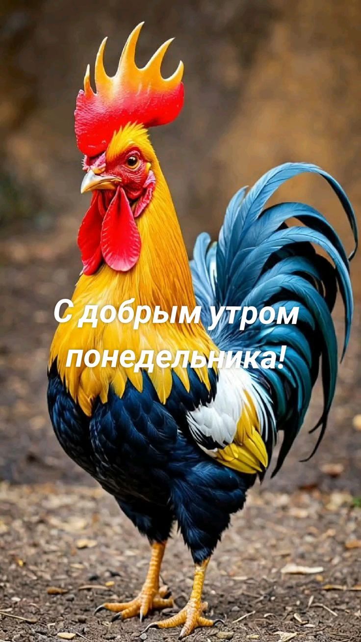 С добрым утром понедельника!