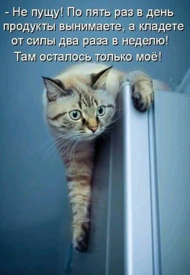 - Не пущу! По пять раз в день продукты вынимаете, а кладете от силы два раза в неделю! Там осталось только моё!
