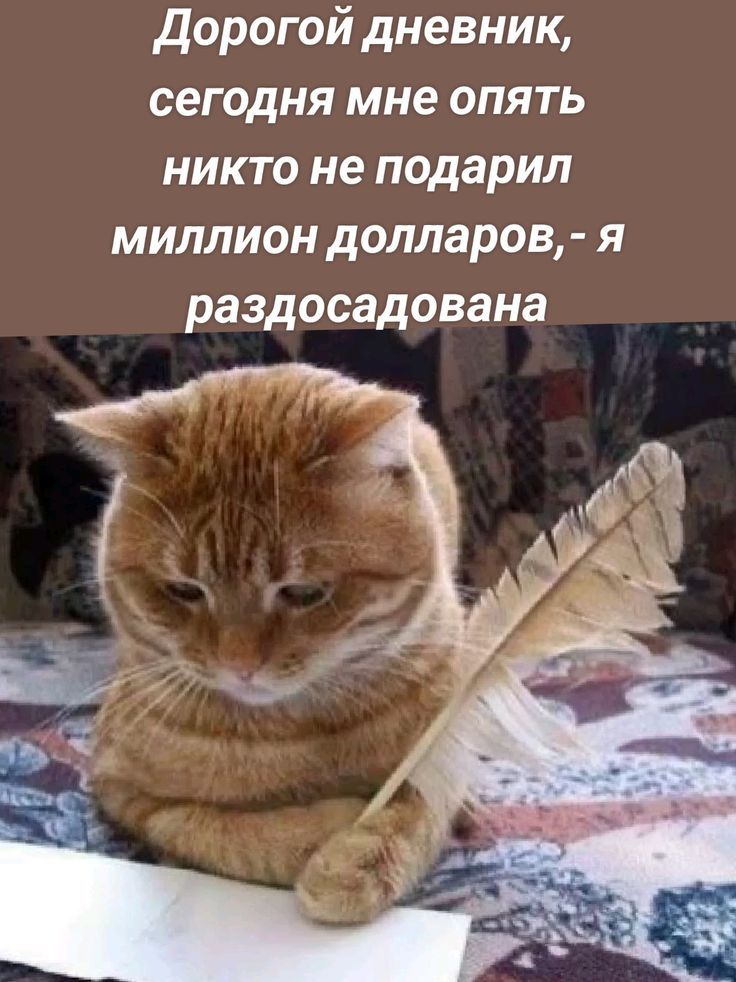 Дорогой дневник, сегодня мне опять никто не подарил миллион долларов, - я разочарована.