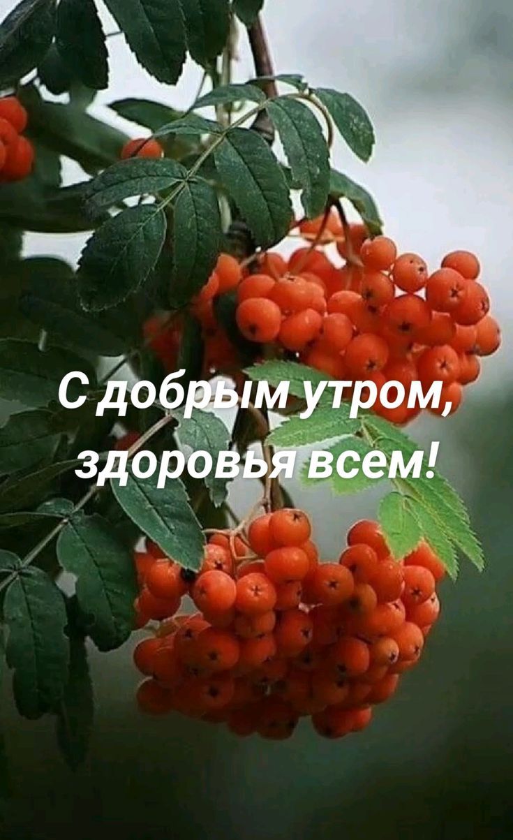 С добрым утром, здоровья всем!