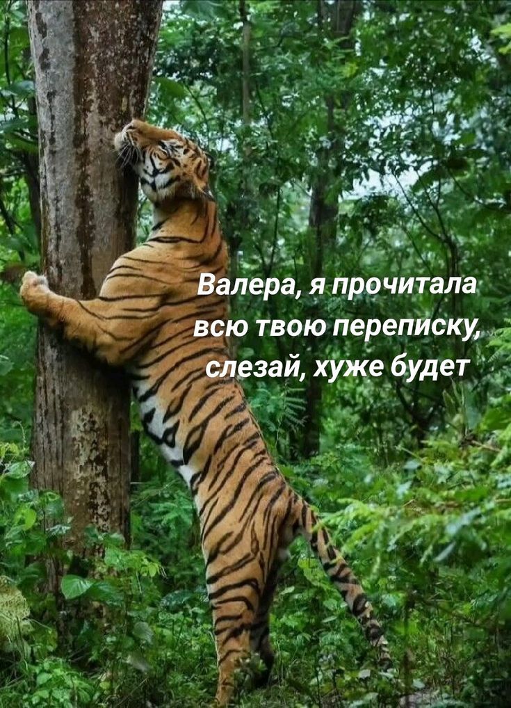 Валера, я прочитала всю твою переписку, слезай, хуже будет