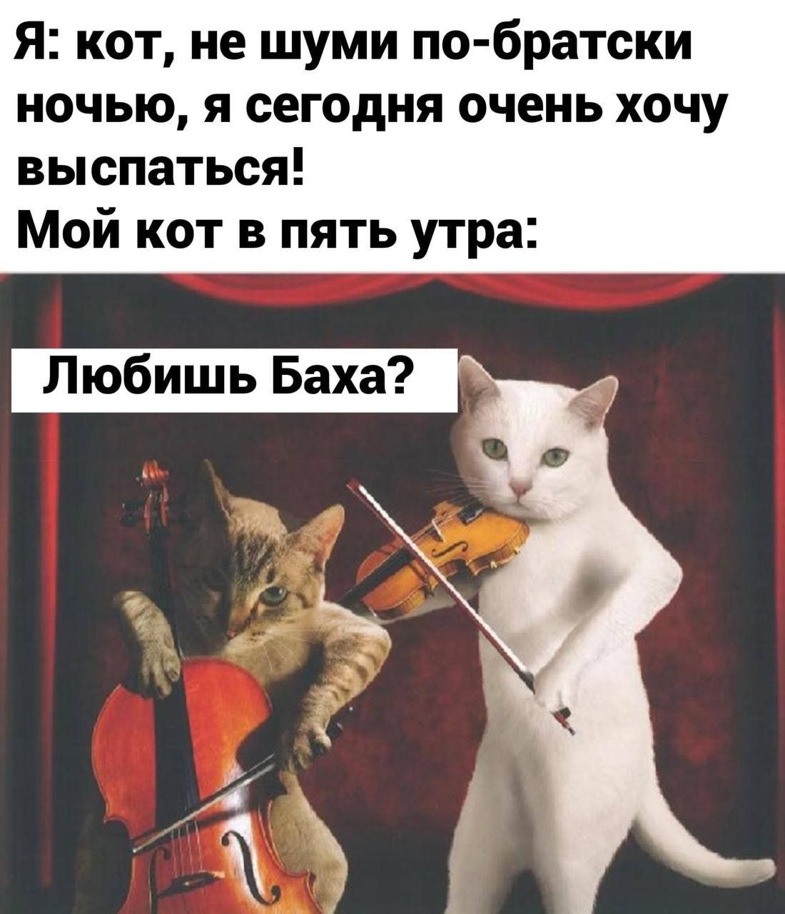 Я: кот, не шуми по-братски ночью, я сегодня очень хочу выспаться! Мой кот в пять утра: Любишь Баха?