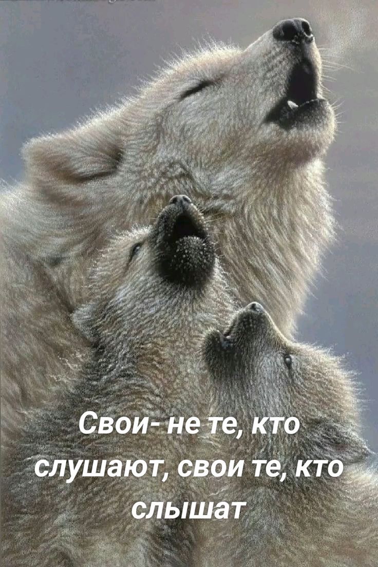 Свои- не те, кто слушают, свои те, кто слышат