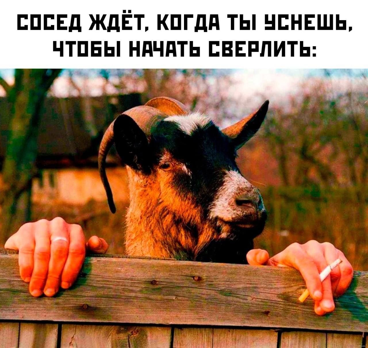 СОСЕД ЖДЁТ, КОГДА ТЫ УСНЕШЬ, ЧТОБЫ НАЧАТЬ СВЕРЛИТЬ: