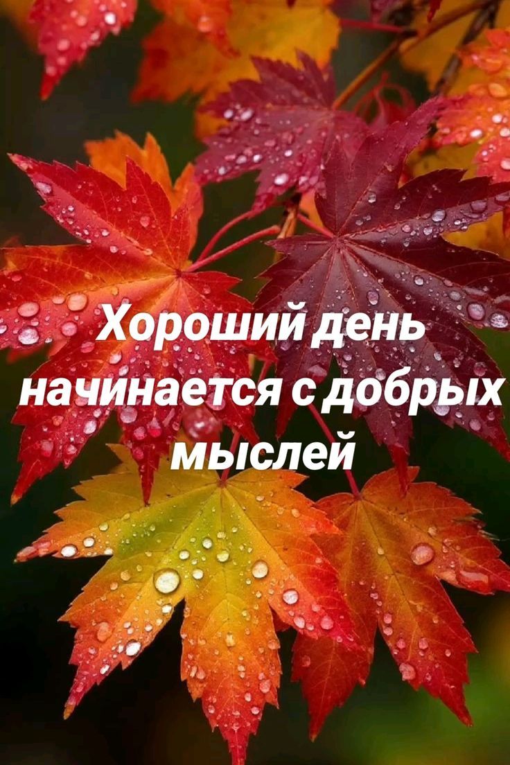 Хороший день начинается с добрых мыслей