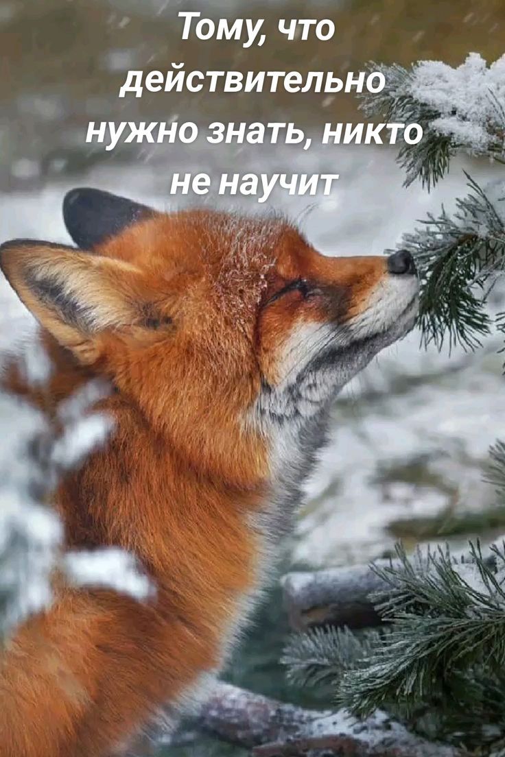 Тому, что действительно нужно знать, никто не научит