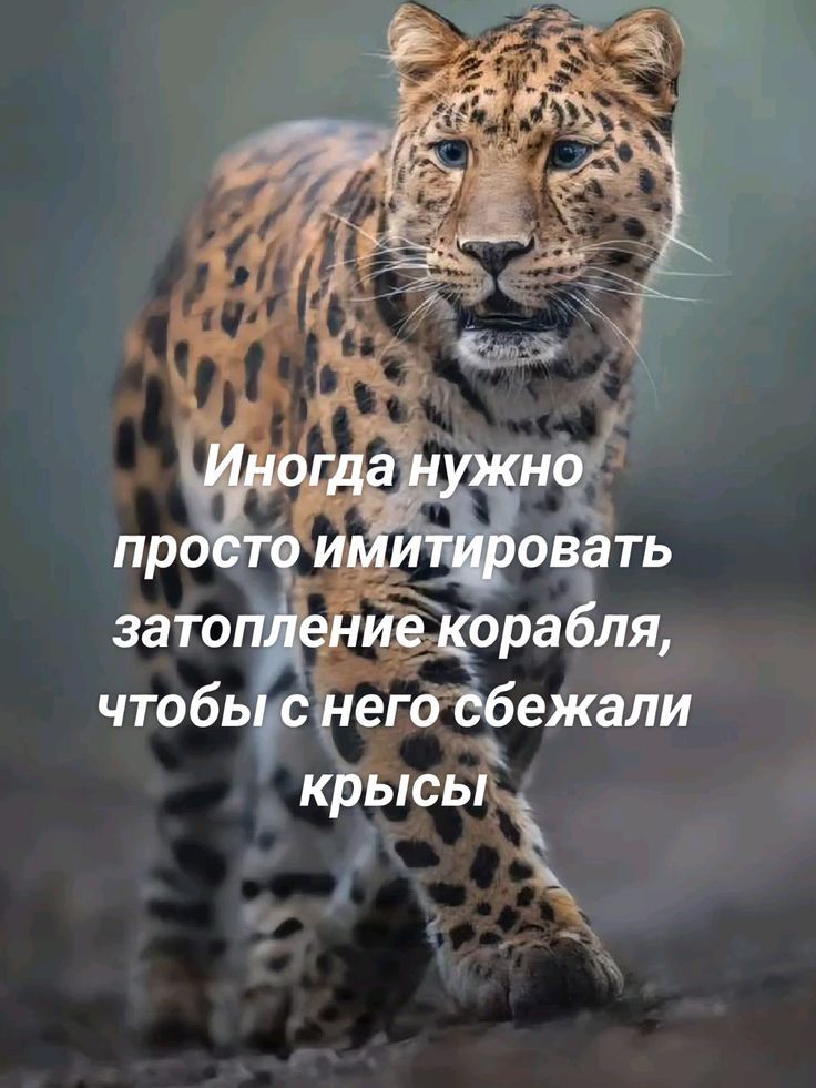 Иногда нужно просто имитировать затопление корабля, чтобы с него сбежали крысы