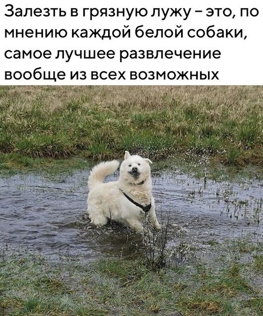 Залезть в грязную лужу – это, по мнению каждой белой собаки, самое лучшее развлечение вообще из всех возможных.