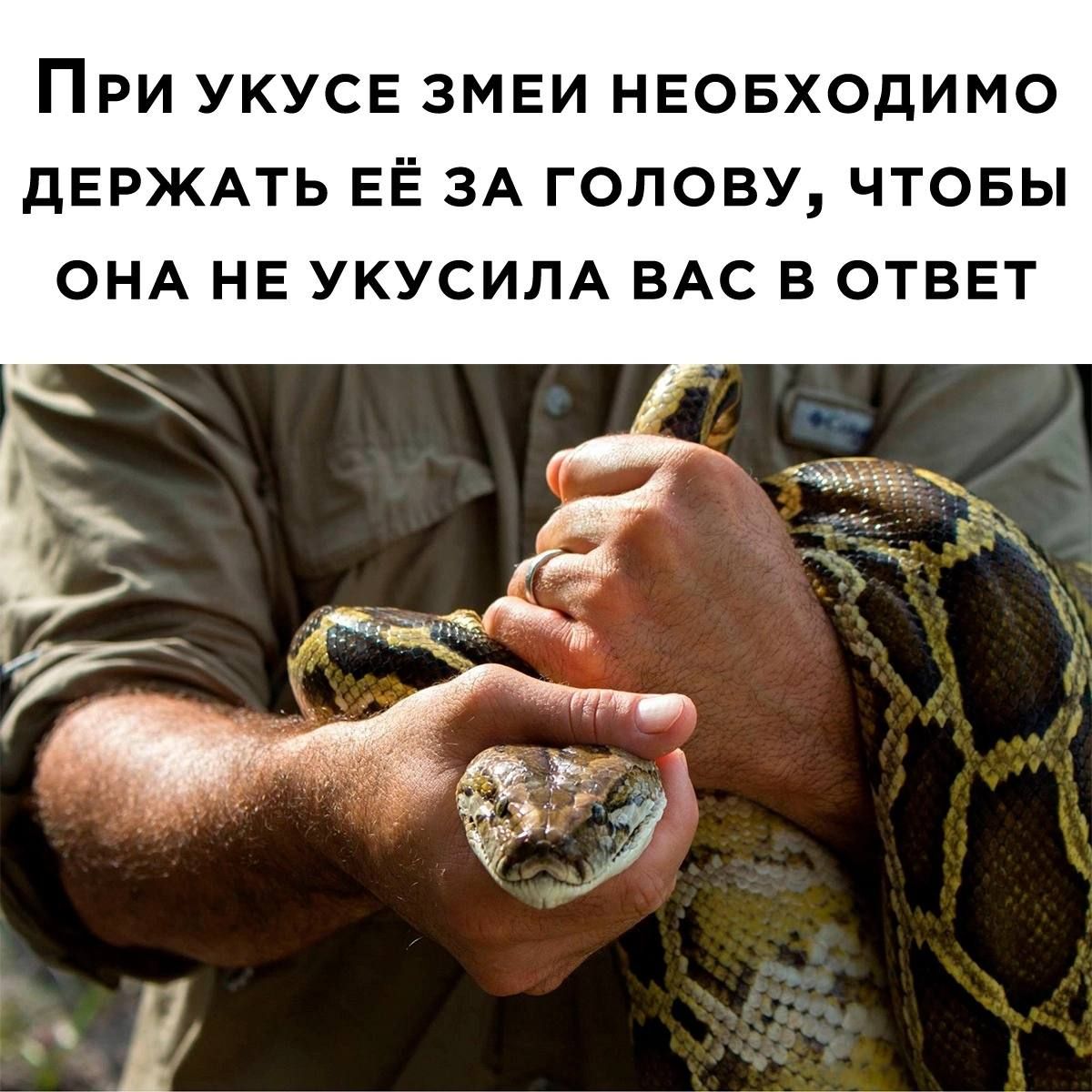При укусе змеи необходимо держать её за голову, чтобы она не укусила вас в ответ.