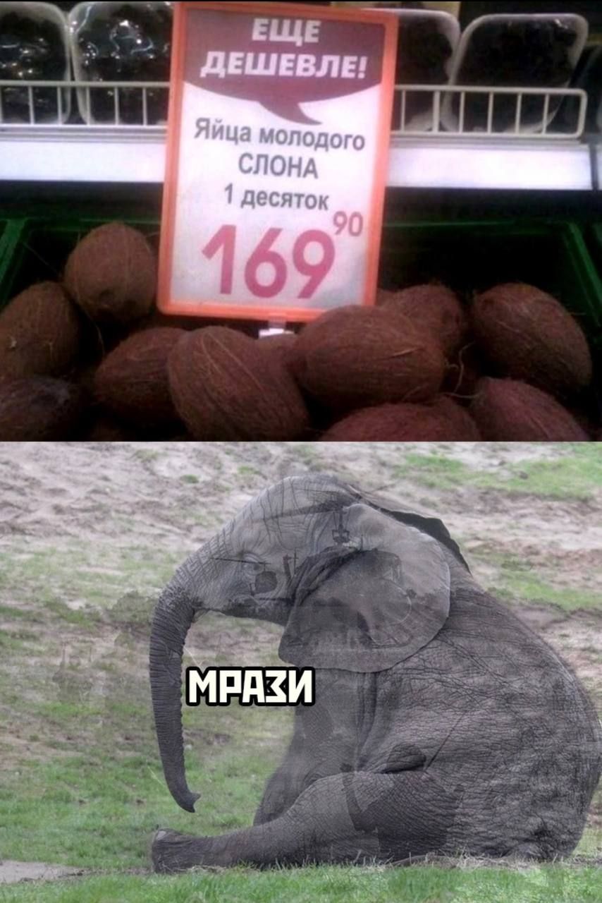ЕЩЕ ДЕШЕВЛЕ!
Яйца молодого СЛОНА
1 десяток
16990
МРАЗИ