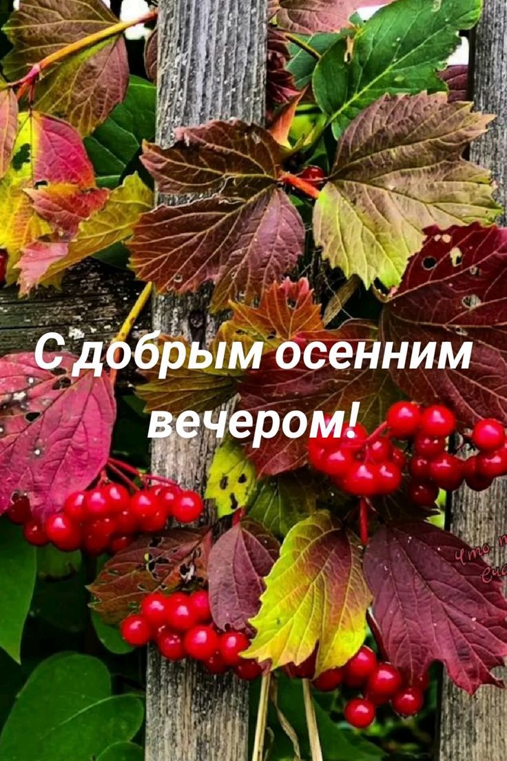 С добрым осенним вечером!