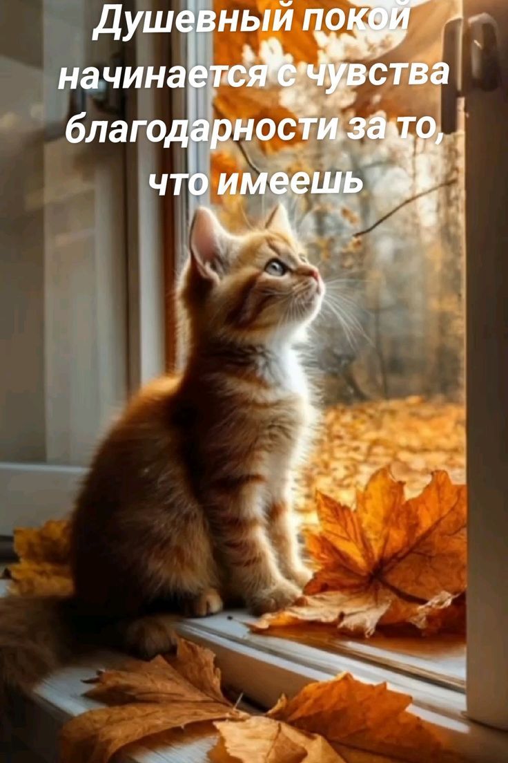 Душевный покой начинается с чувства благодарности за то, что имеешь