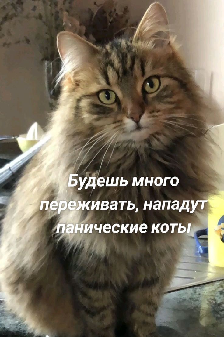 Будешь много переживать, нападут панические коты