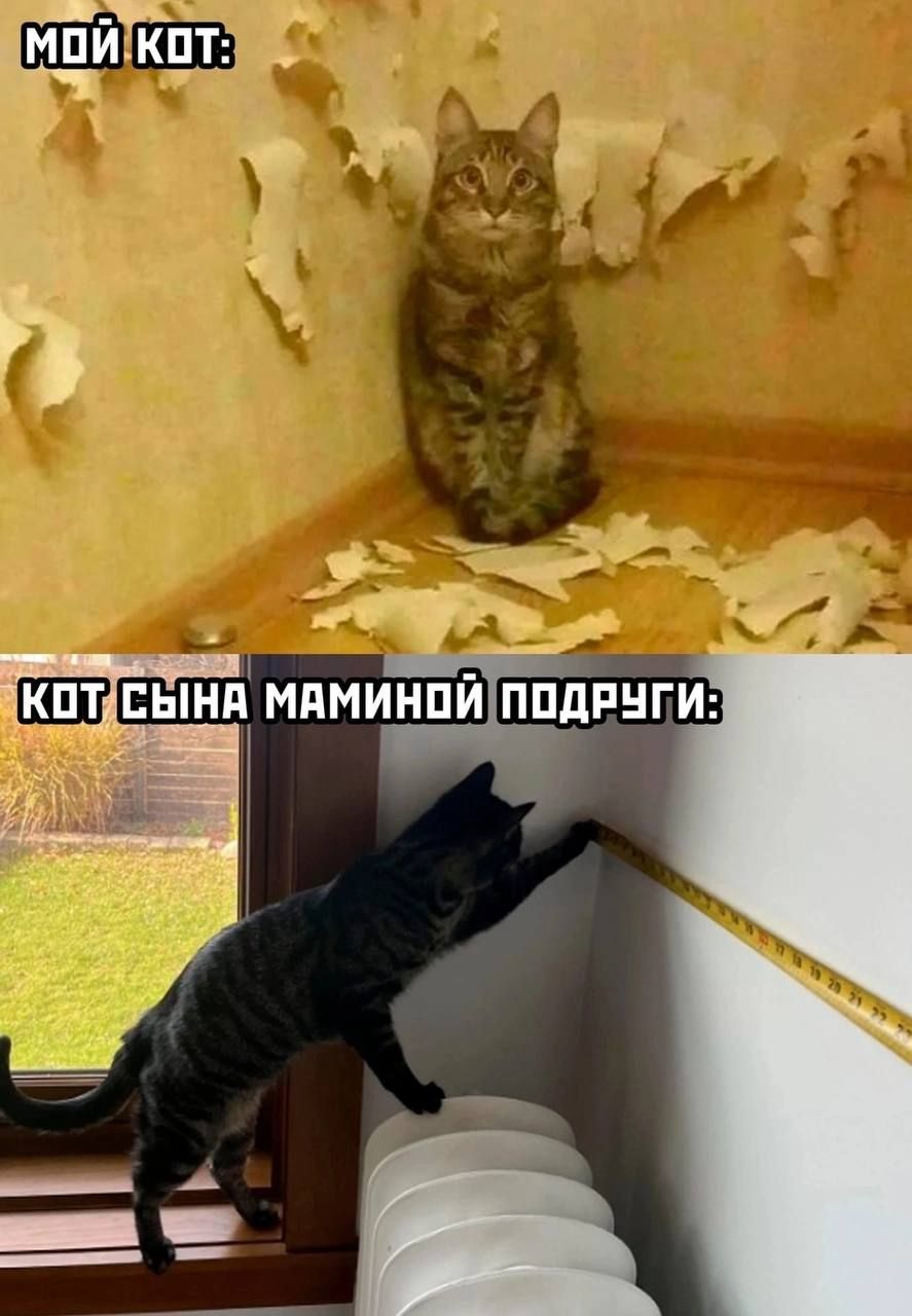 МОЙ КОТ: 
Кот сына маминой подруги:
