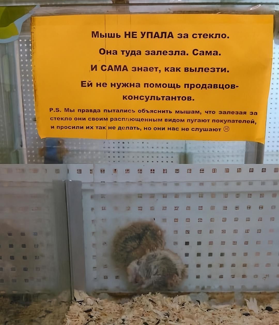 Мышь НЕ УПАЛА за стекло.
Она туда залезла. Самa.
И САМА знает, как вылезти.
Ей не нужна помощь продавцов-консультантов.
P.S. Мы правда пытались объяснить мышам, что залезая за стекло она своим расслабленным видом пугает покупателей, и просим их так не делать, но они нас не слушают ;(