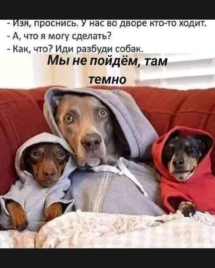 - Изя, проснись. У нас во дворе кто-то ходит.
- А, что я могу сделать?
- Как, что? Иди разбуди собак.
Мы не пойдём, там темно