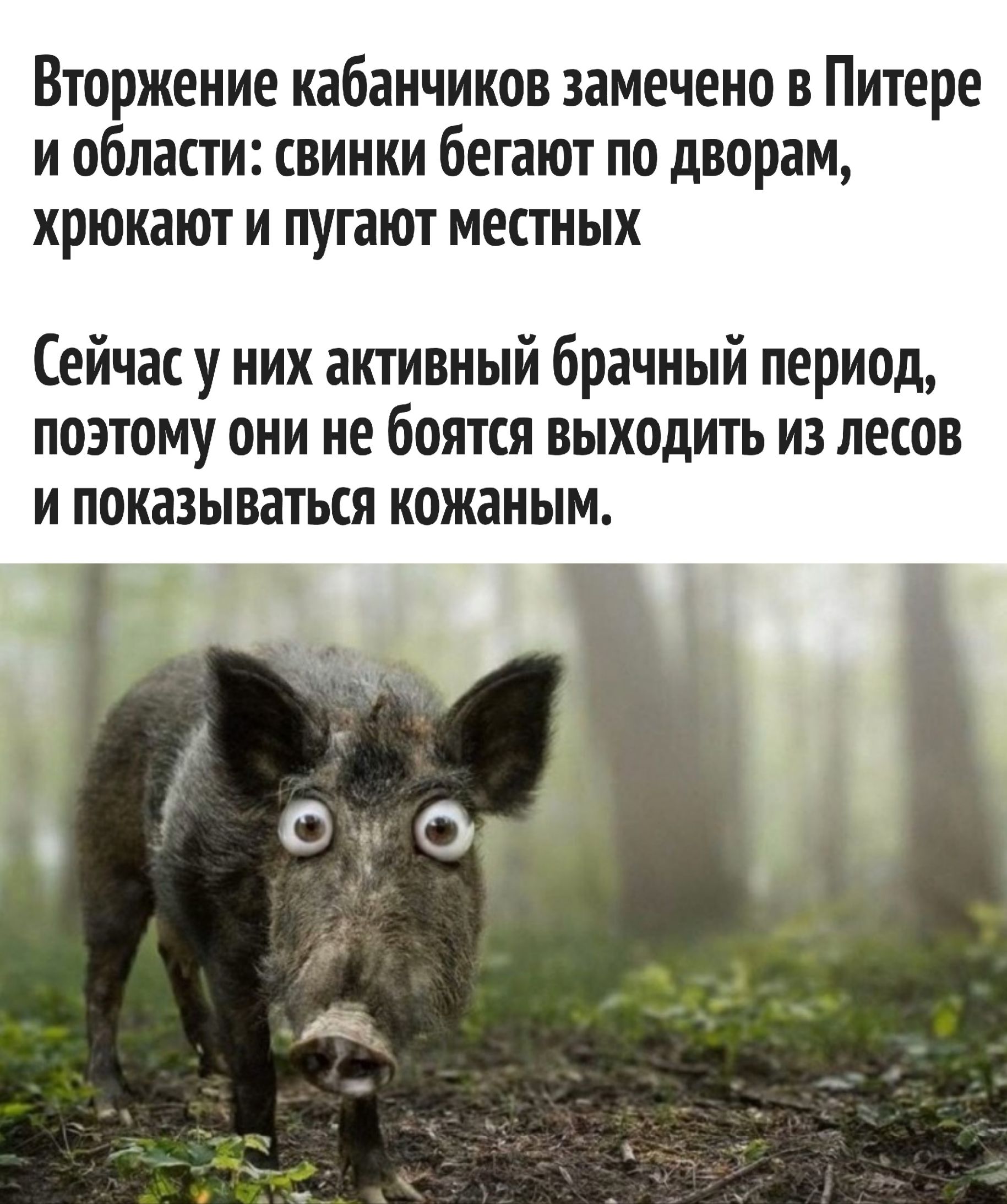 Вторжение кабанчиков замечено в Питере и области: свинки бегают по дворам, хрюкают и пугают местных

Сейчас у них активный брачный период, поэтому они не боятся выходить из лесов и показываться кожаным.