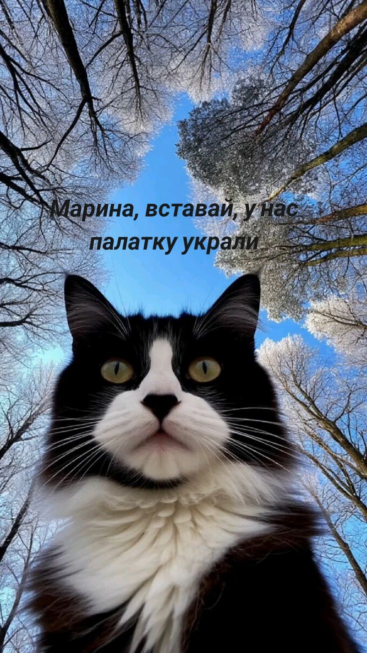 Марина, вставай, у нас палатку украли