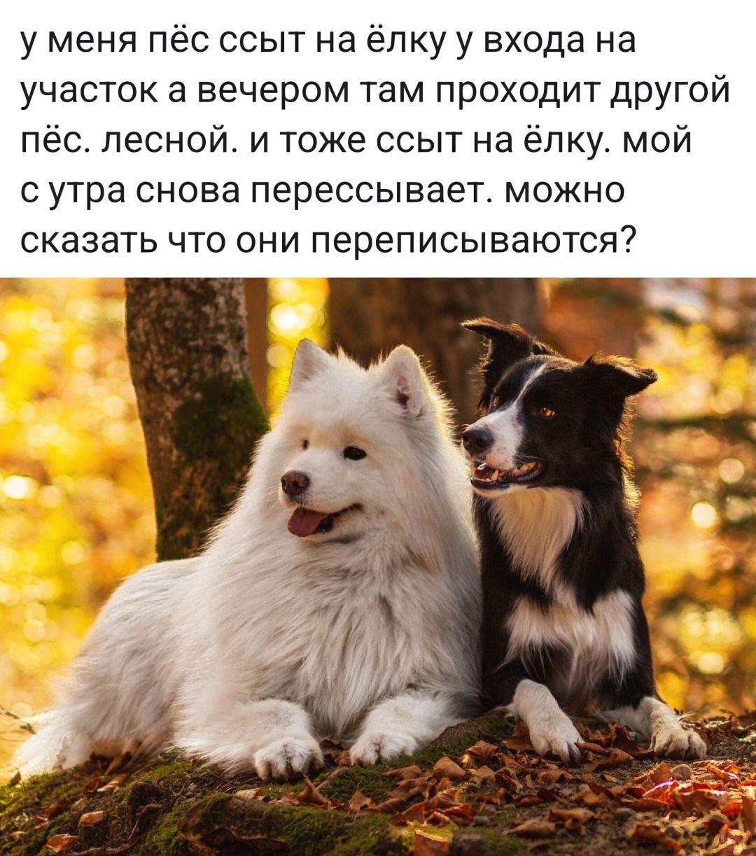 у меня пёс ссыт на ёлку у входа на участок а вечером там проходит другой пёс лесной. и тоже ссыт на ёлку. мой с утра снова перессывает. можно сказать что они переписываются?