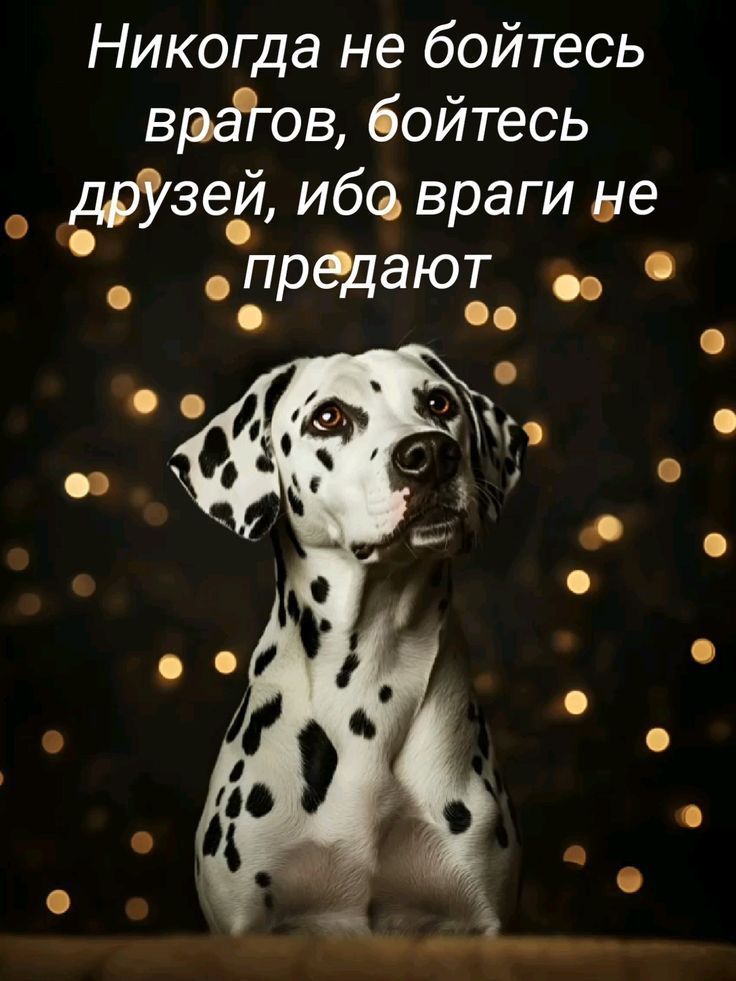 Никогда не бойтесь врагов, бойтесь друзей, ибо враги не предают