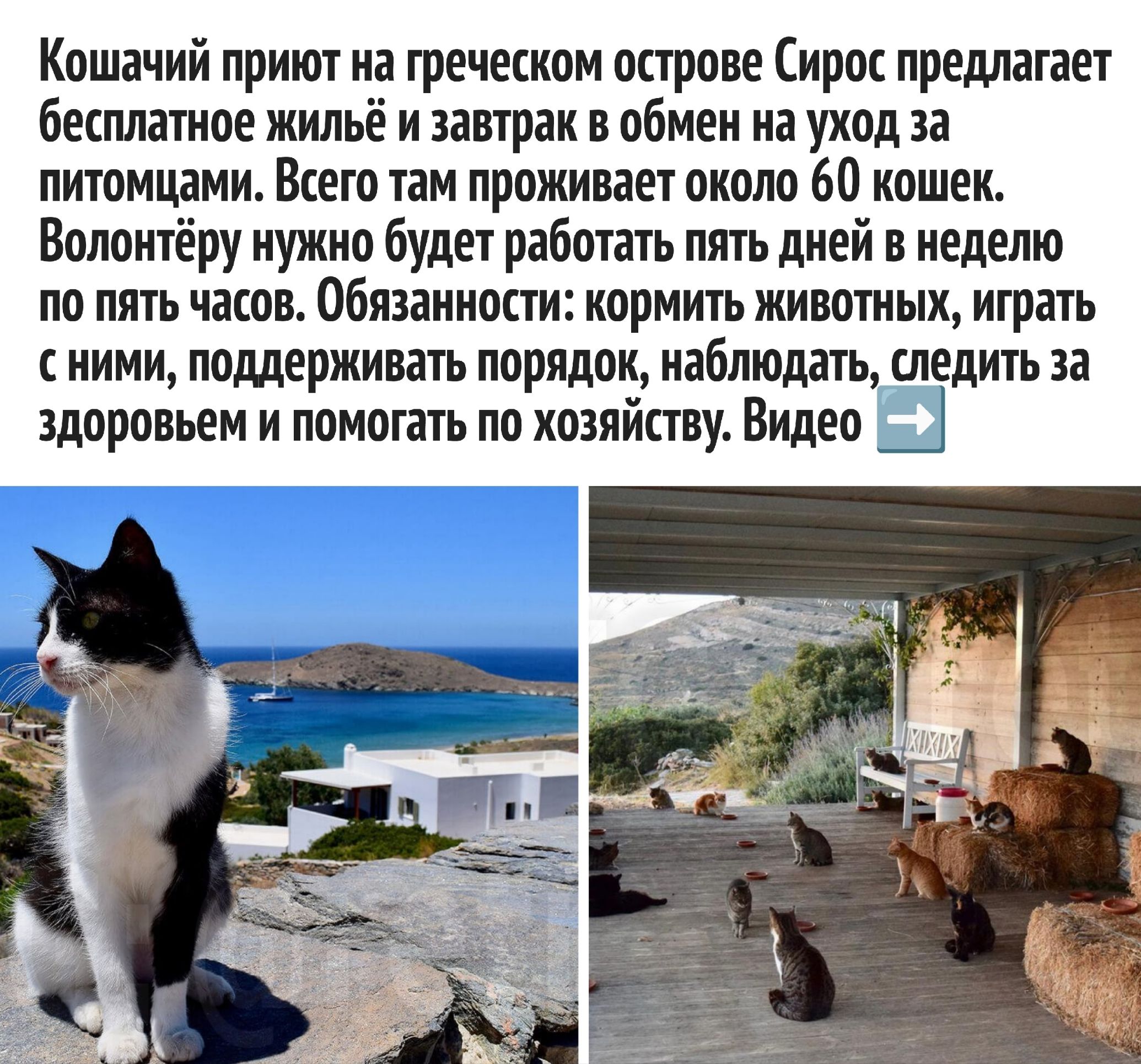 Кошачий приют на греческом острове Сирос предлагает бесплатное жильё и завтрак в обмен на уход за питомцами. Всего там проживает около 60 кошек. Волонтёру нужно будет работать пять дней в неделю по пять часов. Обязанности: кормить животных, играть с ними, поддерживать порядок, наблюдать, следить за здоровьем и помочь хозяству. Видео →