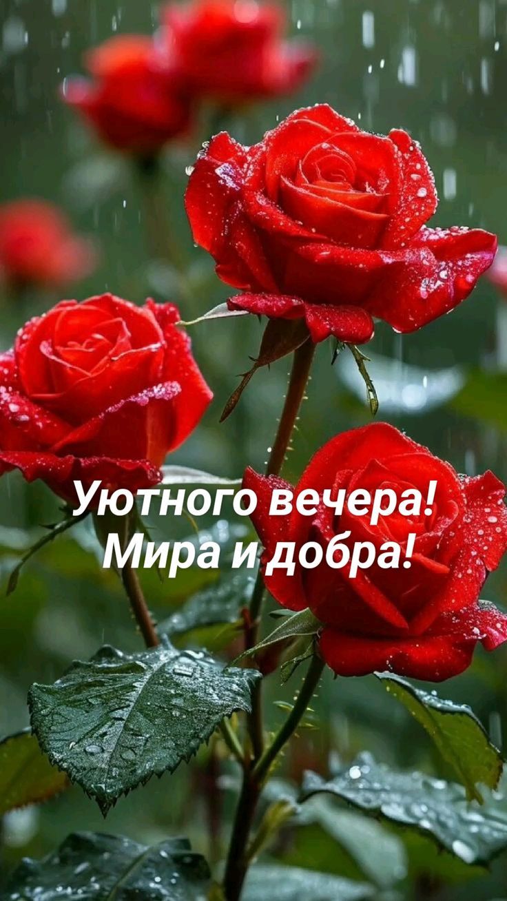 Уютного вечера! Мира и добра!