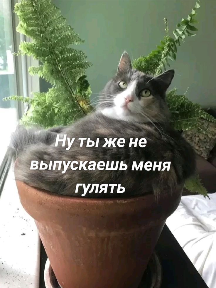 Ну ты же не выпускаешь меня гулять