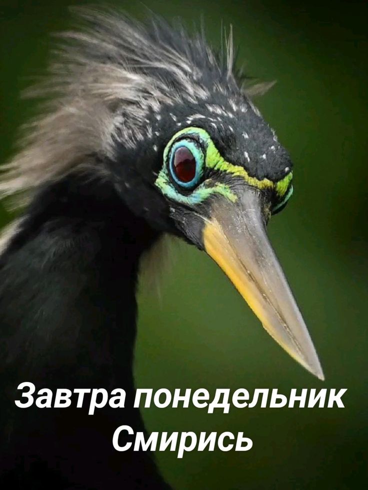 Завтра понедельник Смирись