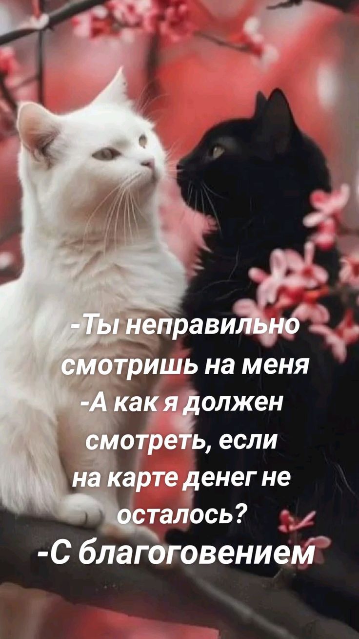 -Ты неправильно смотришь на меня
-А как я должен смотреть, если на карте денег не осталось?
- С благоговением