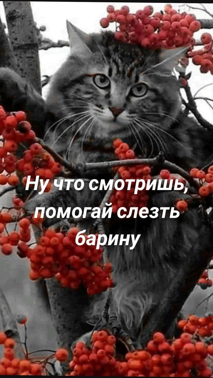 Ну что смотришь, помогай слезть барину