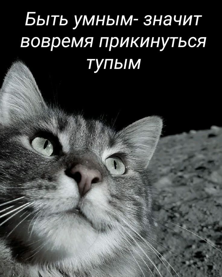 Быть умным- значит вовремя прикнуться к тупым
