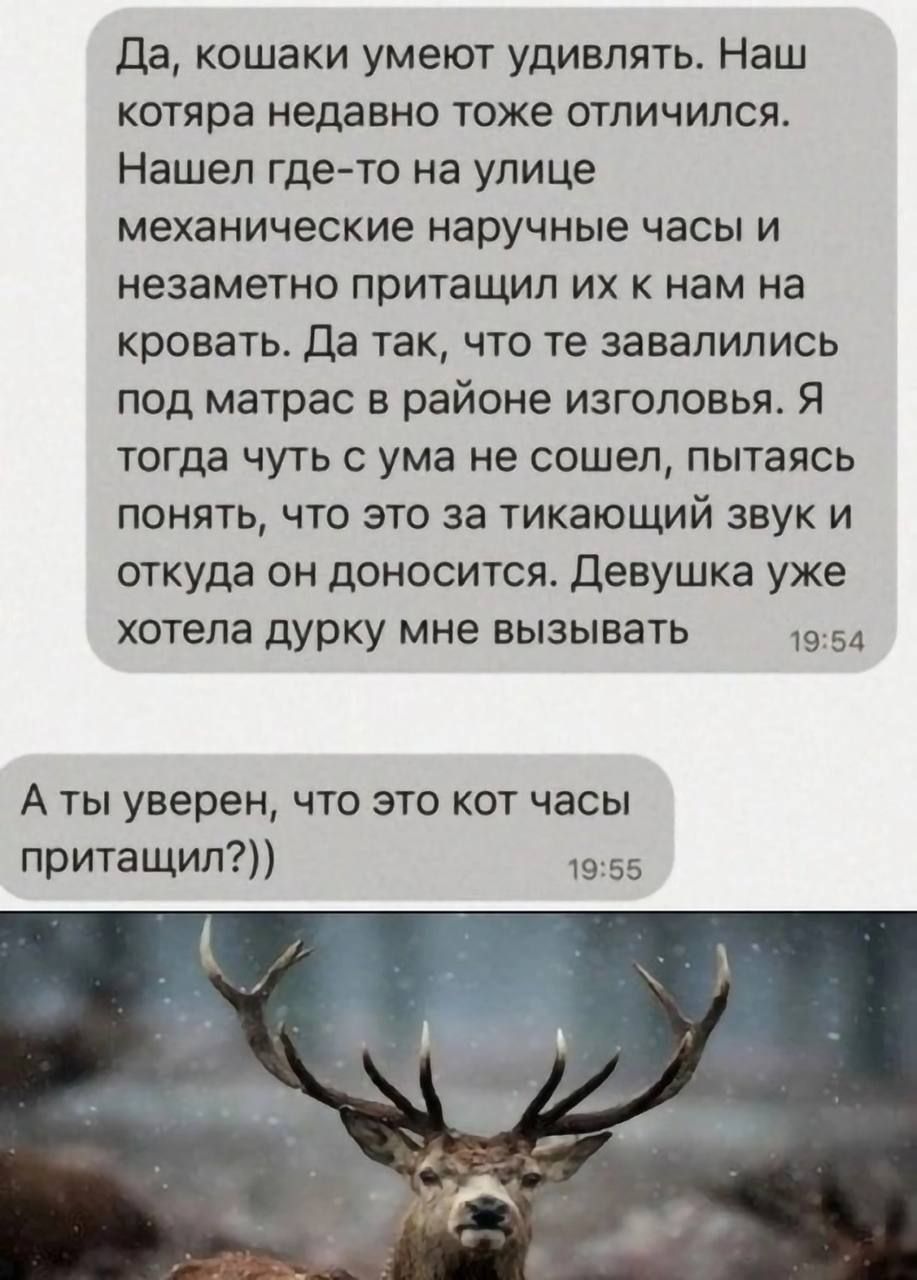Да, кошаки умеют удивлять. Наш котяра недавно тоже отличился. Нашел где-то на улице механические наручные часы и незаметно притаскивал их к нам на кровать. Да так, что те завалились под матрас в районе изголовья. Я тогда чуть с ума не сошел, пытаясь понять, что это за тикающий звук и откуда он доносится. Девушка уже хотела дурку мне вызывать
А ты уверен, что это кот часы притасил?))