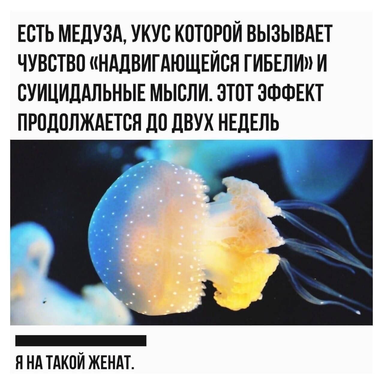 ЕСТЬ МЕДУЗА, УКУС КОТОРОЙ ВЫЗЫВАЕТ ЧУВСТВО «НАДВИГАЮЩЕЙ ГИБЕЛИ» И СУИЦИДАЛЬНЫЕ МЫСЛИ. ЭТОТ ЭФФЕКТ ПРОДОЛЖАЕТСЯ ДО ДВУХ НЕДЕЛЬ
Я НА ТАКОЙ ЖЕНАТ.
