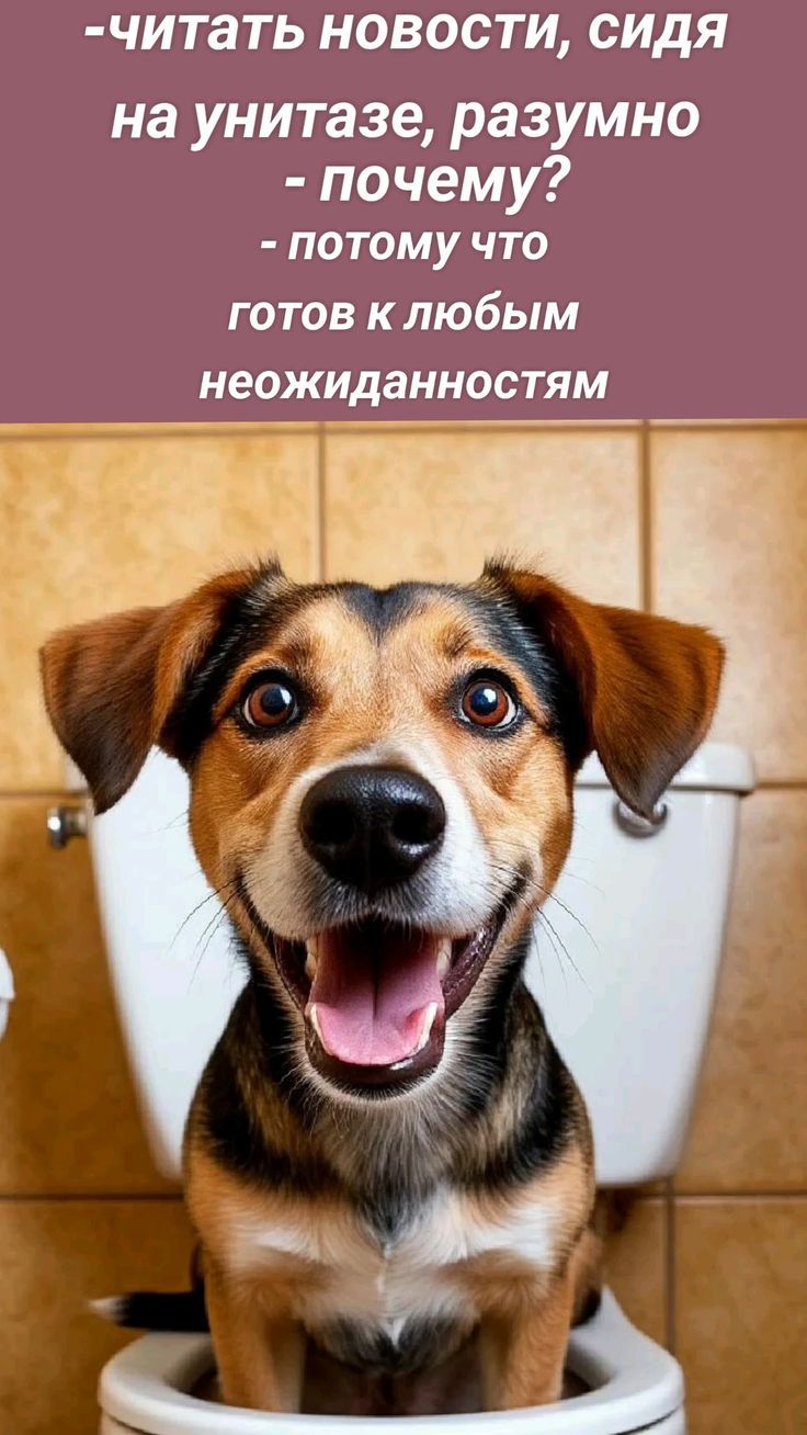 - читать новости, сидя на унитазе, разумно
- почему?
- потому что готов к любым неожиданностям