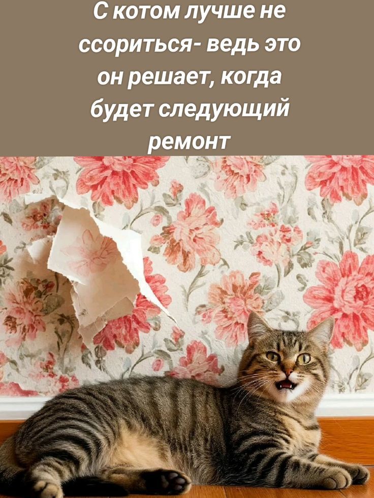 С котом лучше не ссориться- ведь это он решает, когда будет следующий ремонт