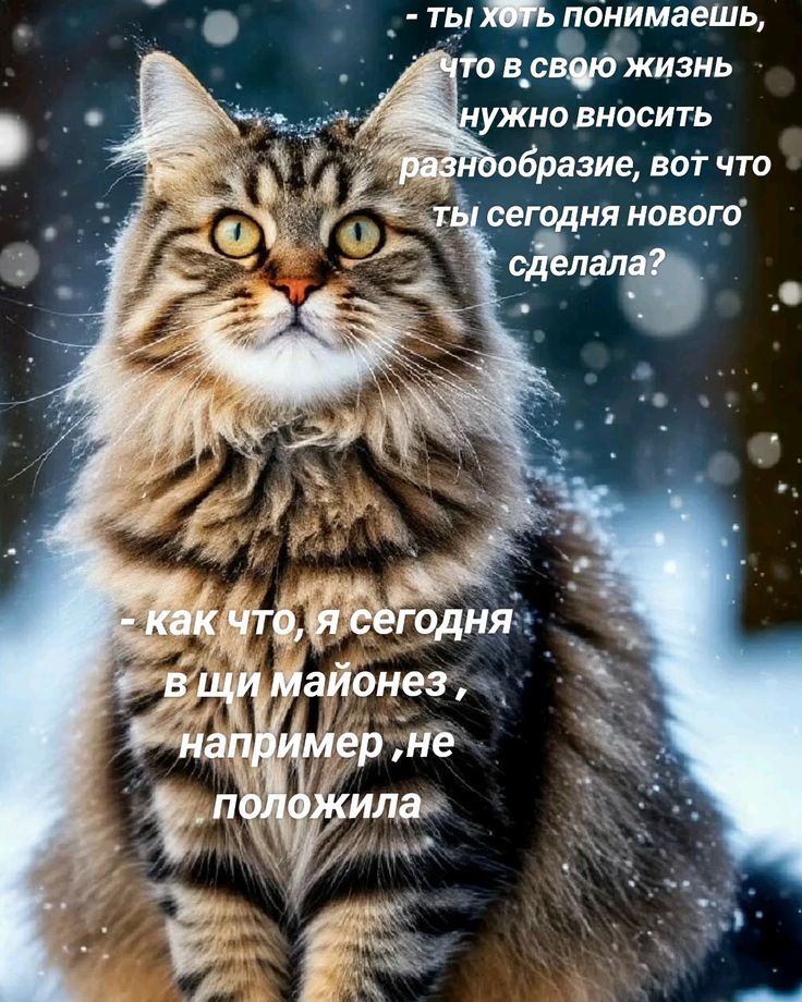 - ты хоть понимаешь, что в свою жизнь нужно вносить разнообразие, вот что ты сегодня нового сделала?
- как что, я сегодня в щи майонез, например, не положила