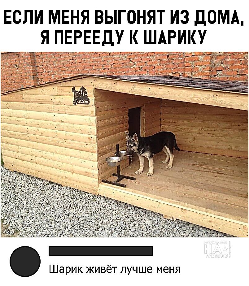 ЕСЛИ МЕНЯ ВЫГОНЯТ ИЗ ДОМА Я ПЕРЕЕДУ К ШАРИКУ Шарик живёт лучше меня