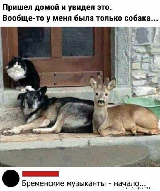 Пришел домой и увидел это Вообще то у меня была только собака Бременские музыканты На