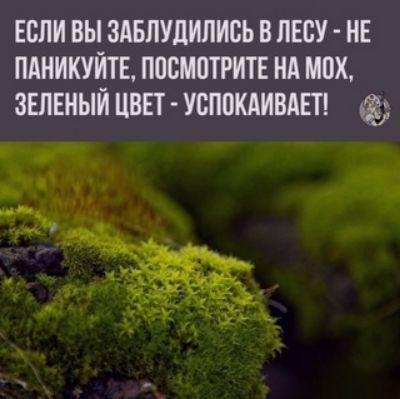 ЕСЛИ ВЫ ЗАБЛУДИЛИСЬ В ЛЕСУ НЕ ПАНИКУЙТЕ ПОСМОТРИТЕ НА МОХ ЗЕЛЕНЫЙ ЦВЕТ УСПОКАИВАЕТ Ю