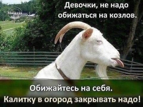девочки не надо ОбИЖЗТЬСЯ на КОЗЛОВ Калитку в огород закрывать надо