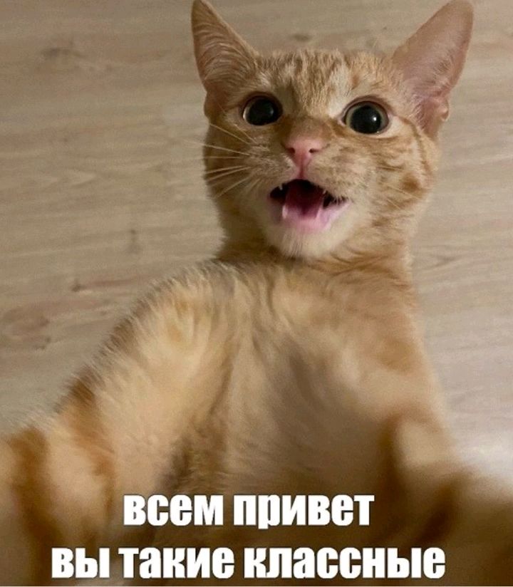 семТппивет вы такие нпаосные