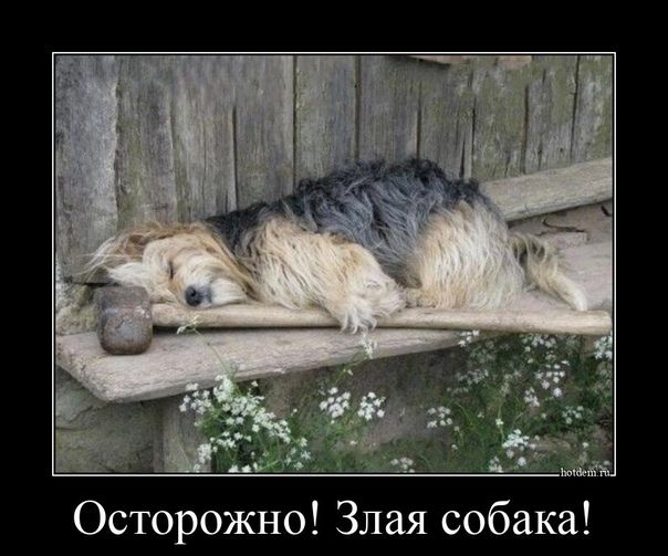 Осторожно Злая собака