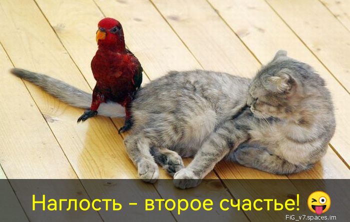 Наглость второе счастье