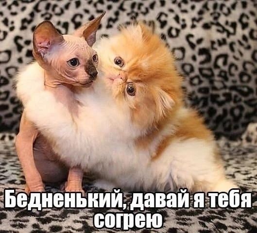 е ое рт са Бедненький давай