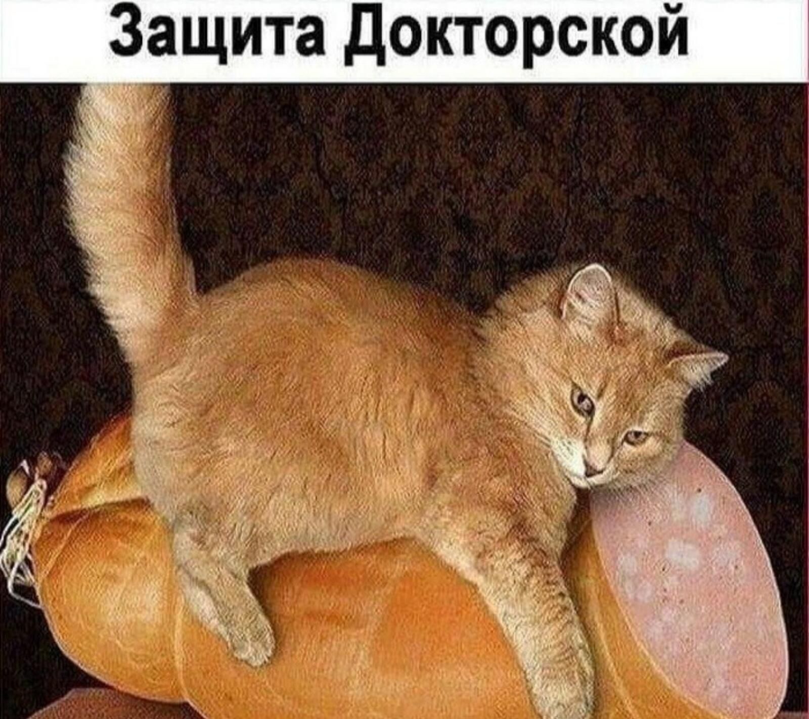Защита докторской