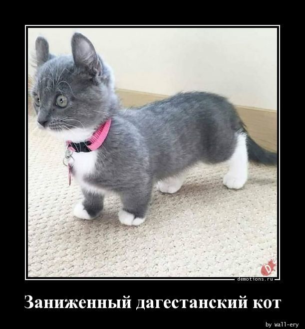 Заниженный дагестанский кот