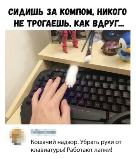СИАИШЬ ЗА КОМПОМ НИКОГО НЕ ТРОГАЕШЬ КАК ВАРУГ т Кошачий надзор Убрать руки от клавиатуры Работаютпапки