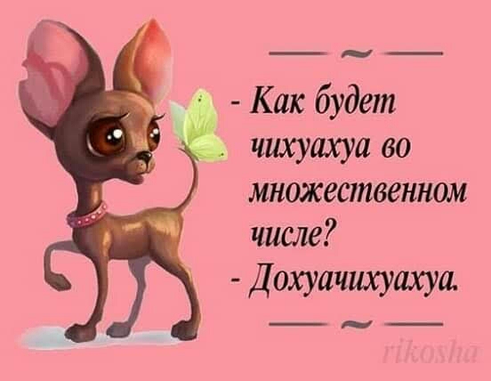 ___ Как будет чихуахуа во множественном числе Дохуачихушсуа ___